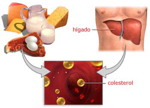 20080116 mgb colesterol .jpg