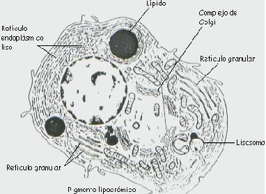 Celula secretora de esteroides