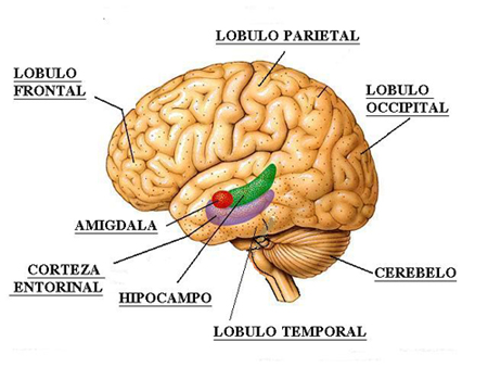20110113 mgb Amígdala .jpg