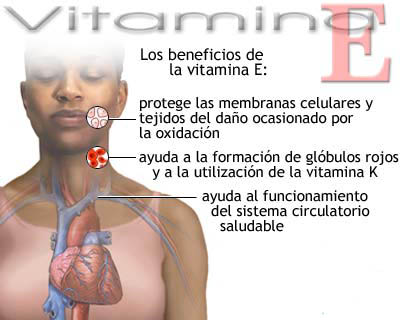 20090505 mgb Vitamina E .jpg