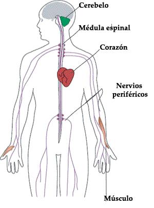 Cuerpo humano señalando el cerebelo, la médula espinal, el corazón, los nervios periféricos y un musculo