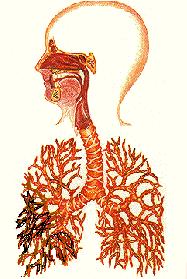 20081201 mgb Fibrosis pulmonar .jpg