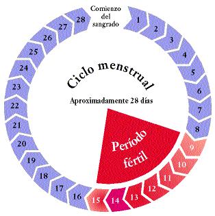 20111121 mgb Ciclo menstrual .jpg