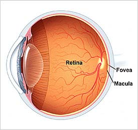 Macula of retina - Wikipedia