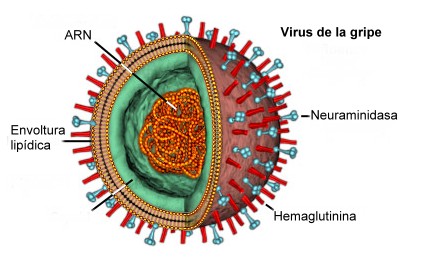 20080222 mgb Virus .jpg