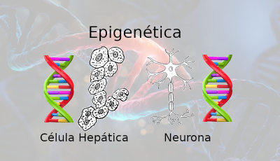 Epigenética.png